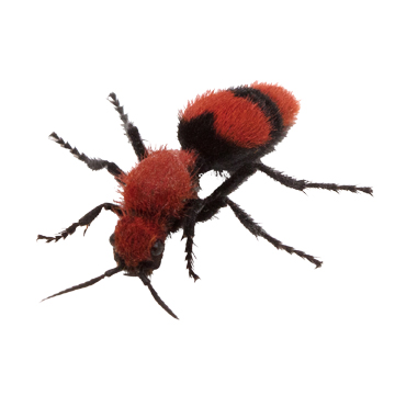 Red Velvet Ant (Cow Killer Ant)